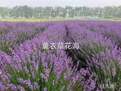 高度10厘米薰衣草