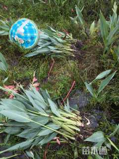 高度40厘米水生美人蕉