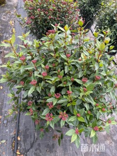 高度25厘米地中海荚蒾