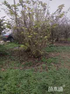 高度280厘米丛生紫荆