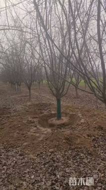 13公分垂丝海棠