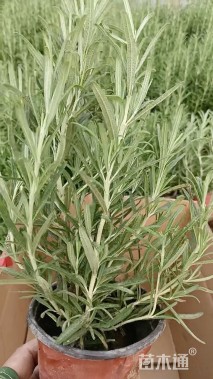高度25厘米迷迭香