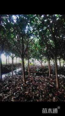 8公分花叶橡胶榕