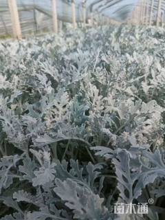 高度20厘米银叶菊