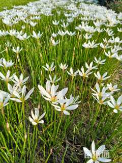 高度24厘米葱兰