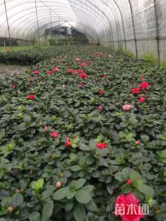 高度20厘米夏鹃