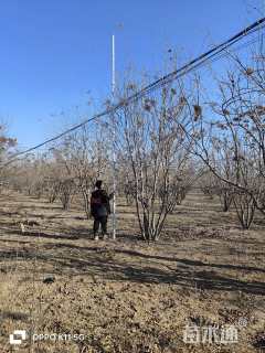 高度500厘米丛生暴马丁香