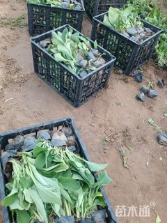 高度15厘米毛地黄