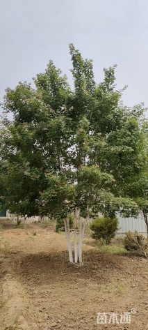 高度800厘米丛生五角枫