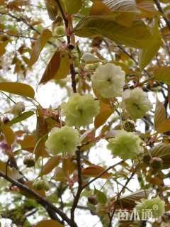 8公分须磨浦普贤象樱