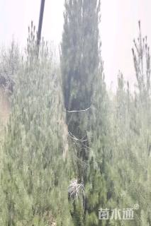 高度350厘米白皮松