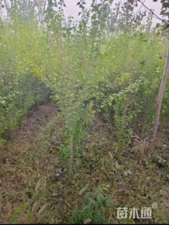 高度250厘米木槿