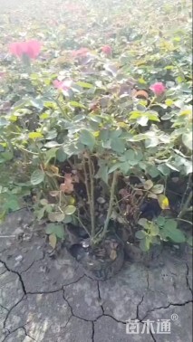 高度40厘米红帽子月季小苗