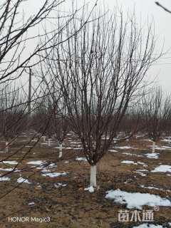 13公分绚丽海棠