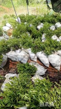 高度30厘米杜鹃