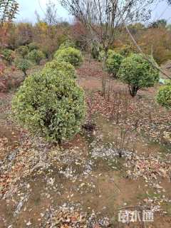 冠幅100厘米金边黄杨球