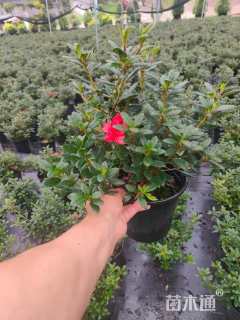 高度30厘米杜鹃