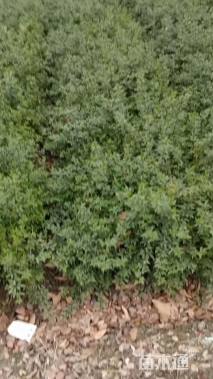 高度30厘米云南黄馨