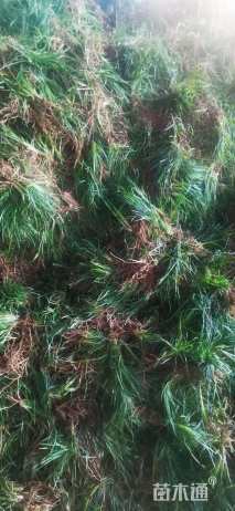 高度10厘米麦冬