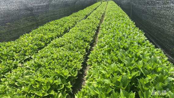 高度25厘米八仙花