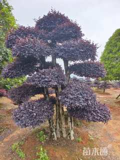 30公分造型红花继木桩