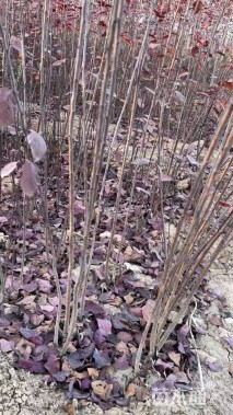 0.5公分紫叶矮樱