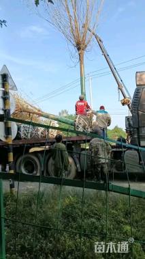 20公分金丝垂柳