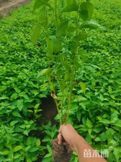 高度60厘米红柳