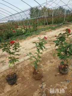 高度300厘米大花月季