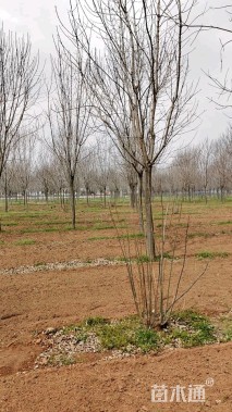 14公分秋紫白蜡