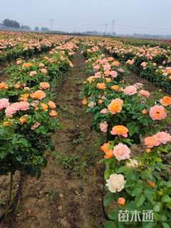 1.5公分树状月季