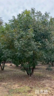 60公分(5杆)丛生黄连木