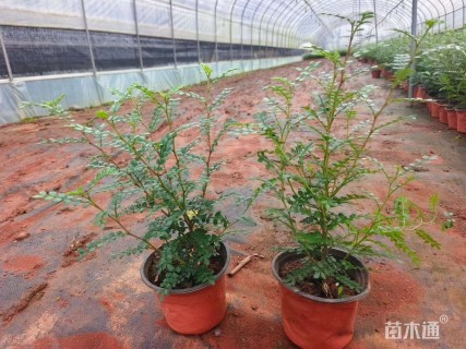 高度25厘米胡椒木