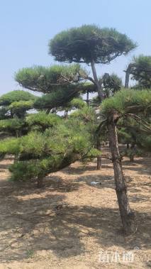 18公分造型油松