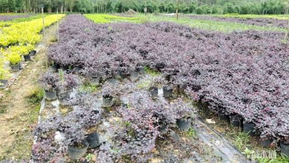 高度30厘米红花继木