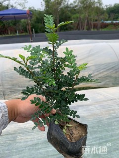 高度25厘米胡椒木