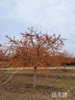 高度350厘米印第安魔力海棠