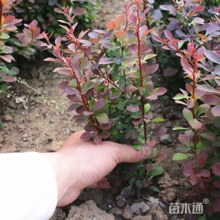 高度40厘米红叶小檗