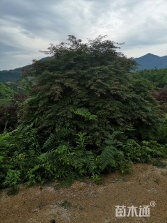 高度150厘米羽毛枫