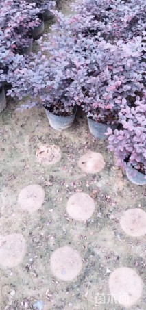 高度25厘米红花继木