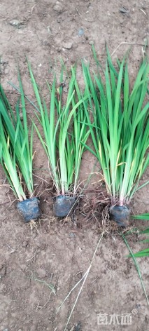 高度39厘米花菖蒲