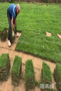 草卷状马尼拉草