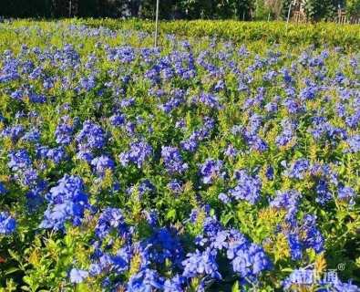 高度25厘米蓝雪花