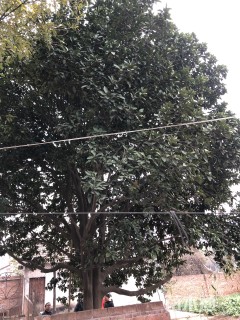 35公分柚子树