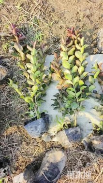 高度40厘米天鹅绒紫薇