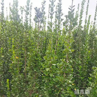 高度80厘米北海道黄杨小苗