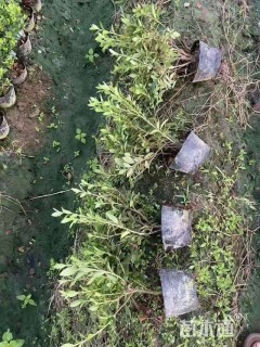 高度30厘米春鹃