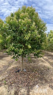 15公分大叶女贞