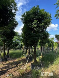 12公分海南红豆