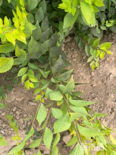 高度50厘米金叶榆小苗